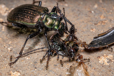 Close-up of insect