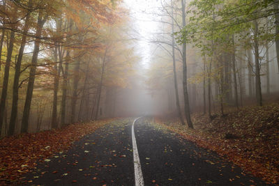 Road amidst trees in forest during autumn