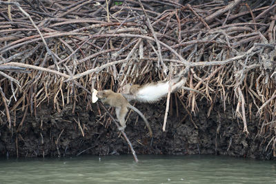 Bird in a lake