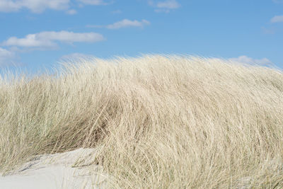 Scenic view of landscape against clear blue sky