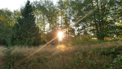 Sun shining through trees