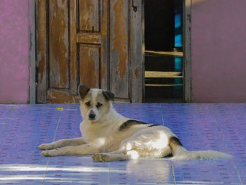 Portrait of dog relaxing on floor