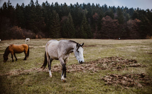 Horses grazing on field