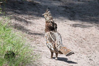 A ruffed grouse displaying on a gravel road
