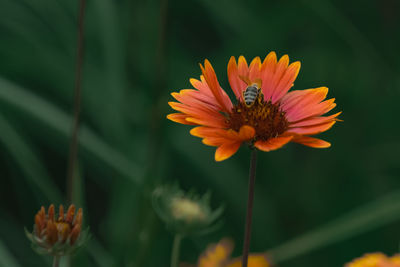 Close-up of bee pollinating on flower