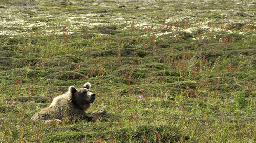 Bear relaxing on grassy field