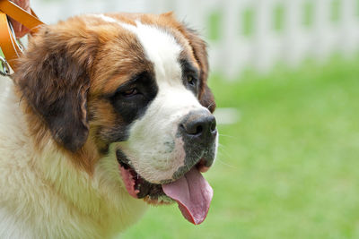 Portrait of dog saint bernard