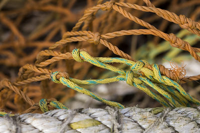 Close-up of dead plant