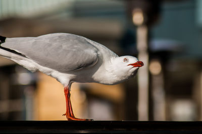 Close-up of seagull perching on railing