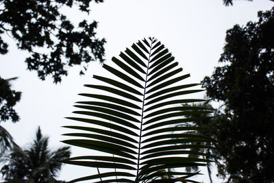 Low angle view of palm trees against sky