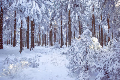 Snow covered pine trees in forest