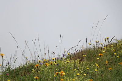 Scenic view of grassy field against clear sky