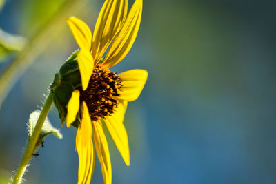 Close-up of yellow flowering plant