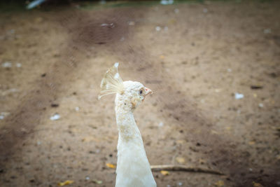 High angle view of a bird on land