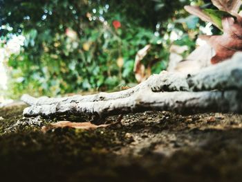 Close-up of lizard on tree