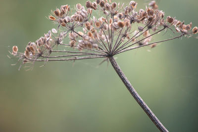 Close-up of flowers