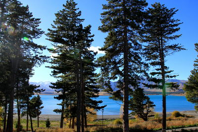 Trees in forest against sky