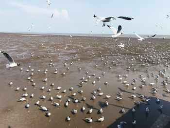 Flock of birds flying over beach