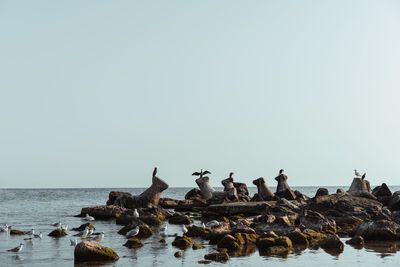 Birds at beach against clear sky