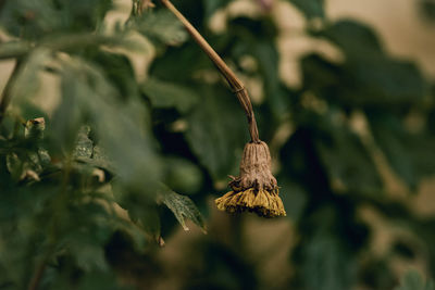 Close-up of plant