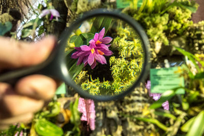 Close-up of pink flower in pot