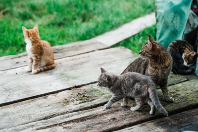 Cats sitting on wood