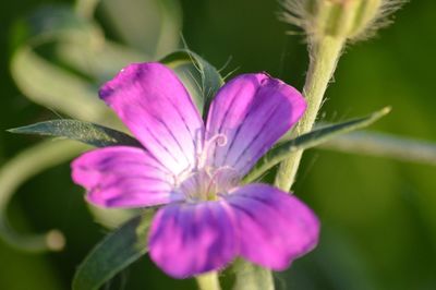 Close-up of purple flower blooming outdoors