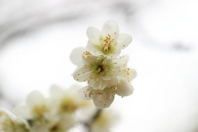 Close-up of white cherry blossoms