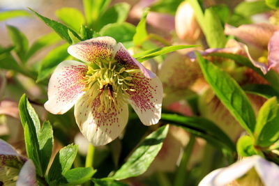 Close-up of flowering plant