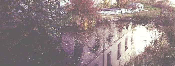 Reflection of trees in water