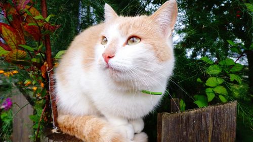 Close-up of cat looking away against trees