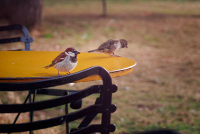 Close-up of birds perching on metal feeder