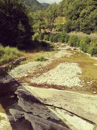 Scenic view of river in forest