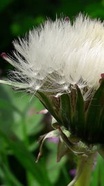 Close-up of flower