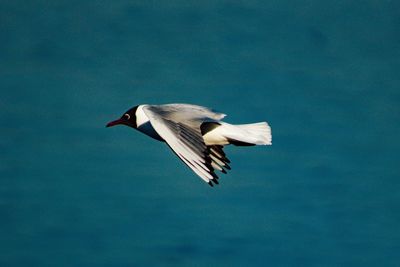 Low angle view of seagull flying