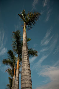 Low angle view of coconut palm tree against sky