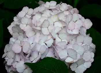 Close-up of hydrangea blooming outdoors