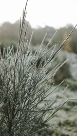 Close-up of snow on field against sky