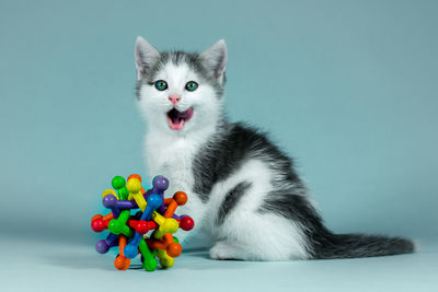 Portrait of cat sitting against colored background