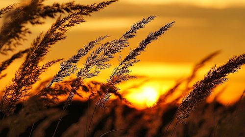 Close-up of plant growing on field against sky during sunset