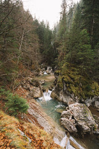 Scenic view of river in forest against sky