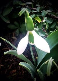 Close-up of white flowers