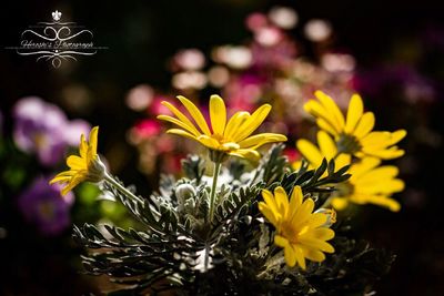 Close-up of yellow flowers