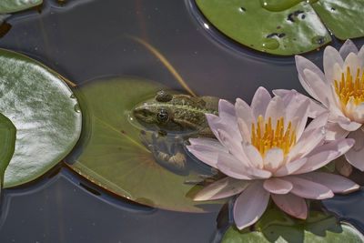 Close-up of lotus water lily in lake