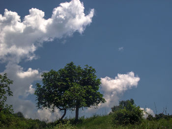 Low angle view of trees on field against sky