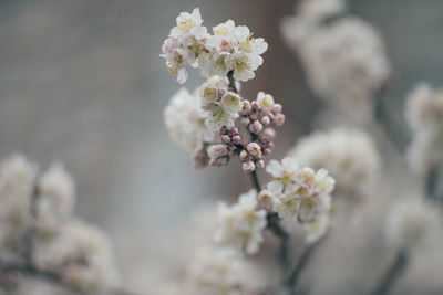 Close-up of cherry blossom tree