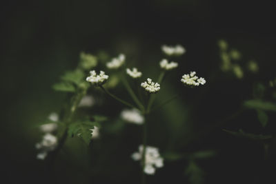 Close-up of small flowering plants on field