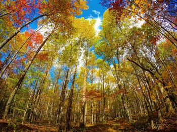 Low angle view of trees in forest during autumn