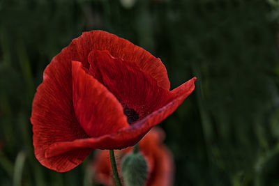 Close-up of red flowers