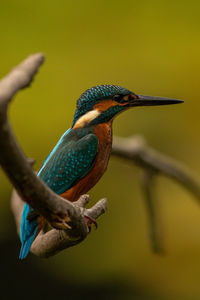 Close-up of kingfisher perching on plant stem